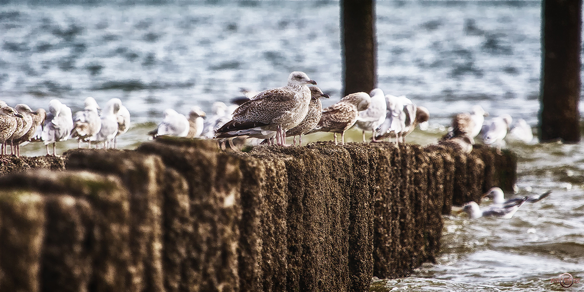 Natur- und Wildtierfotografie