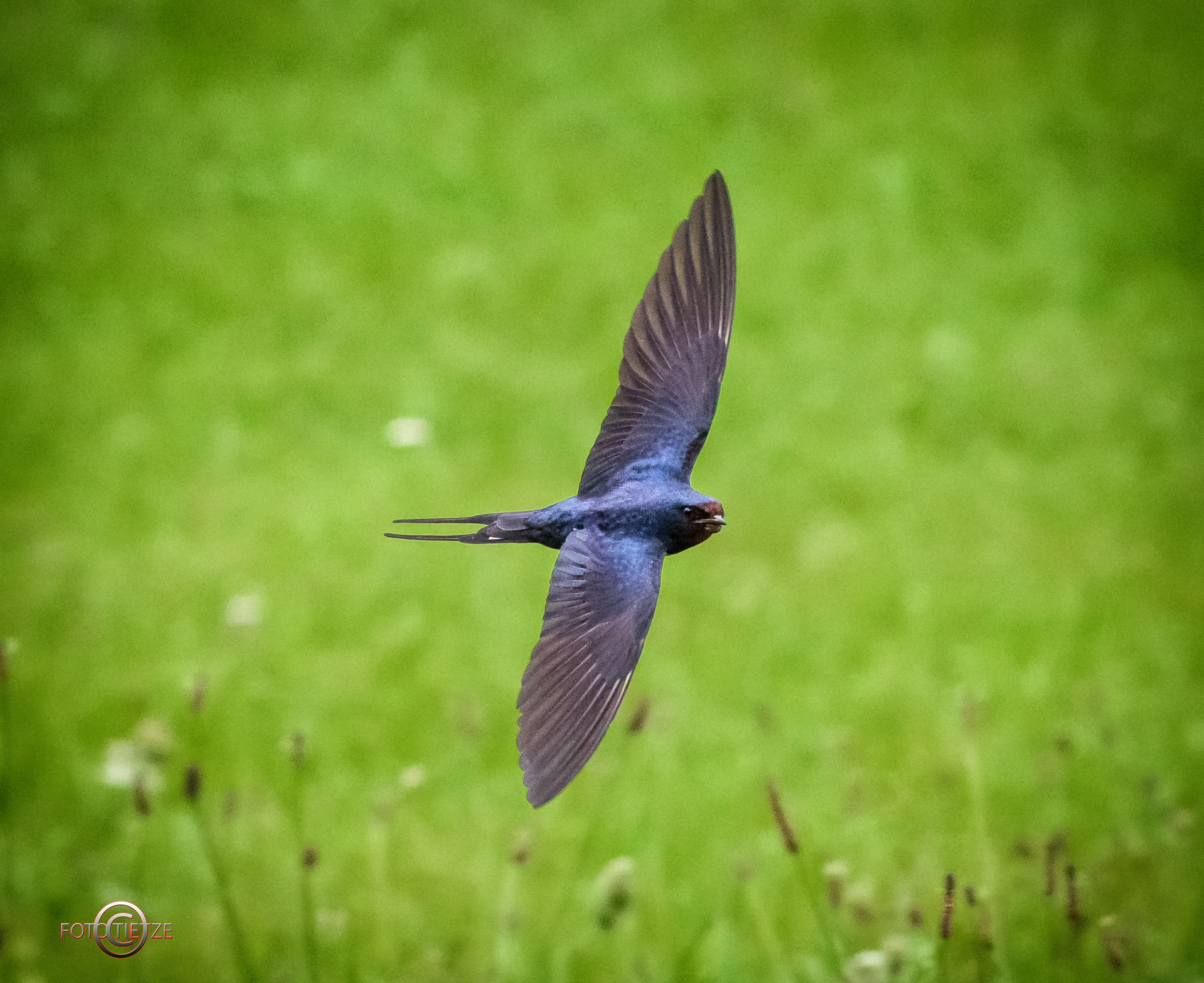 Natur- und Wildtierfotografie