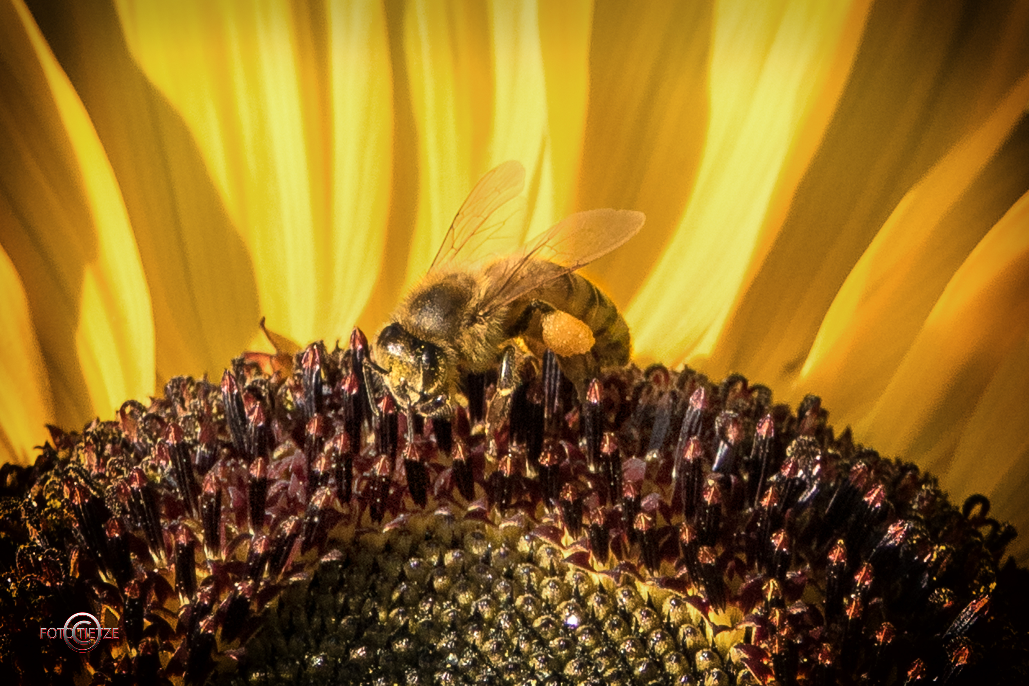 Natur- und Wildtierfotografie