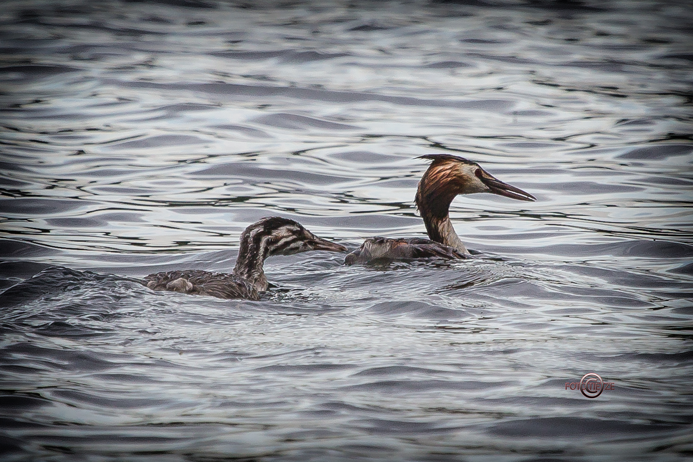 Natur- und Wildtierfotografie