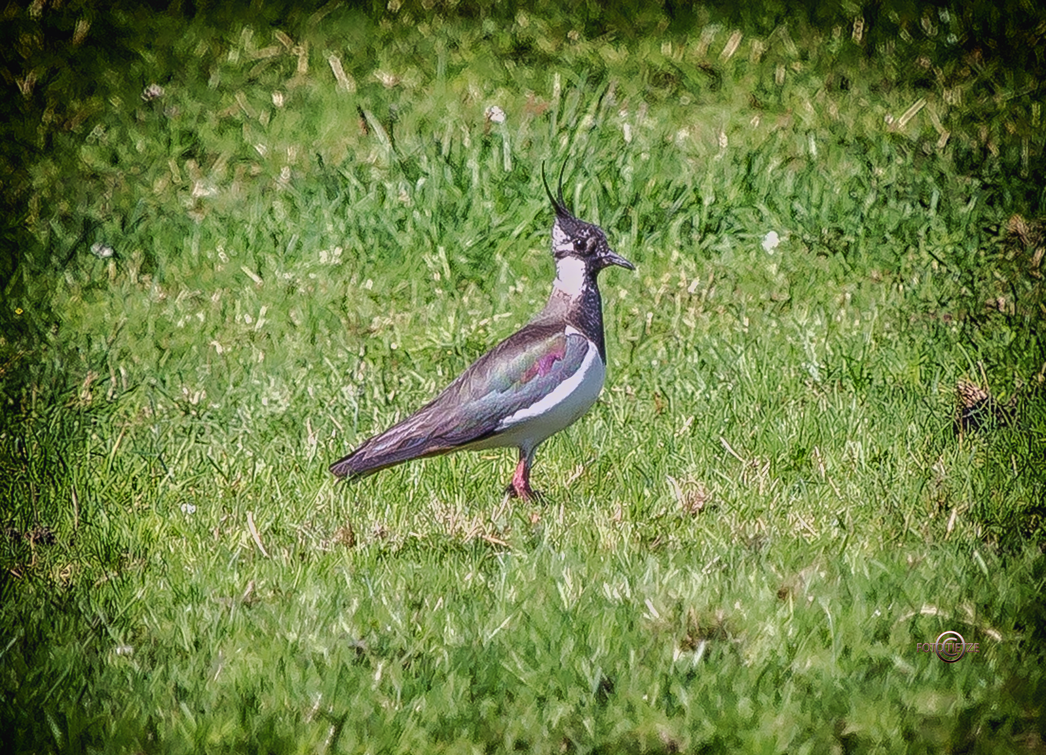 Natur- und Wildtierfotografie