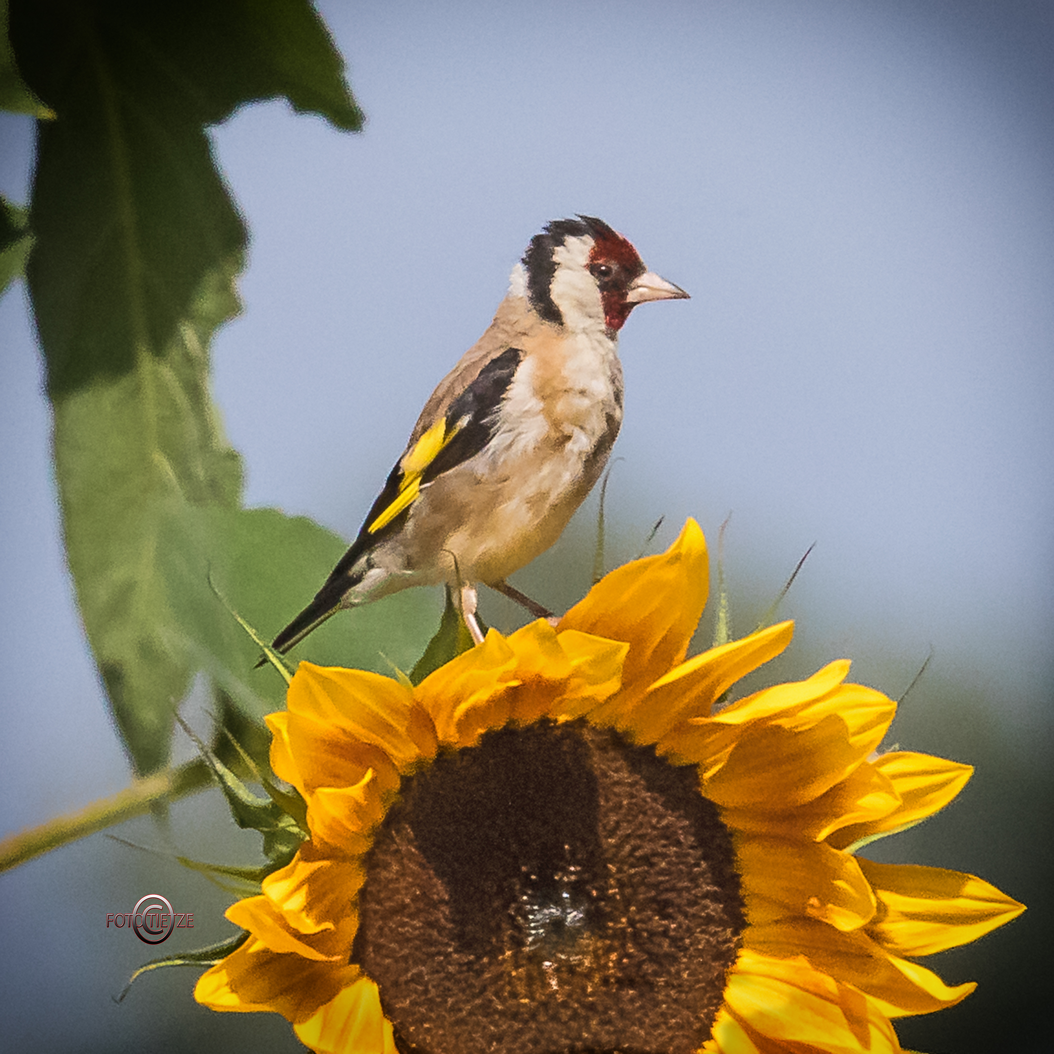 Natur- und Wildtierfotografie