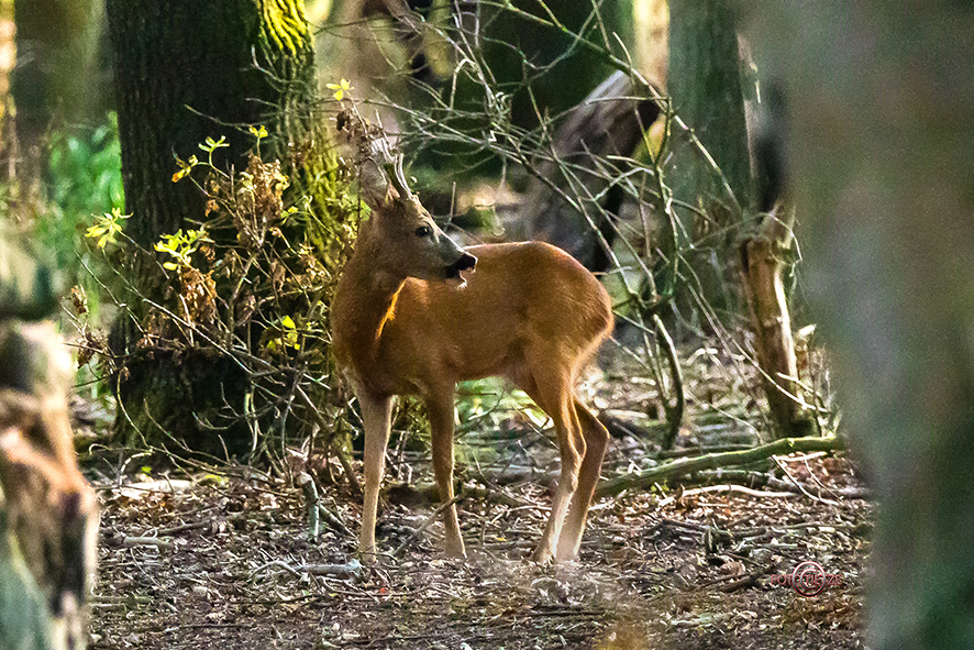 Natur- und Wildtierfotografie