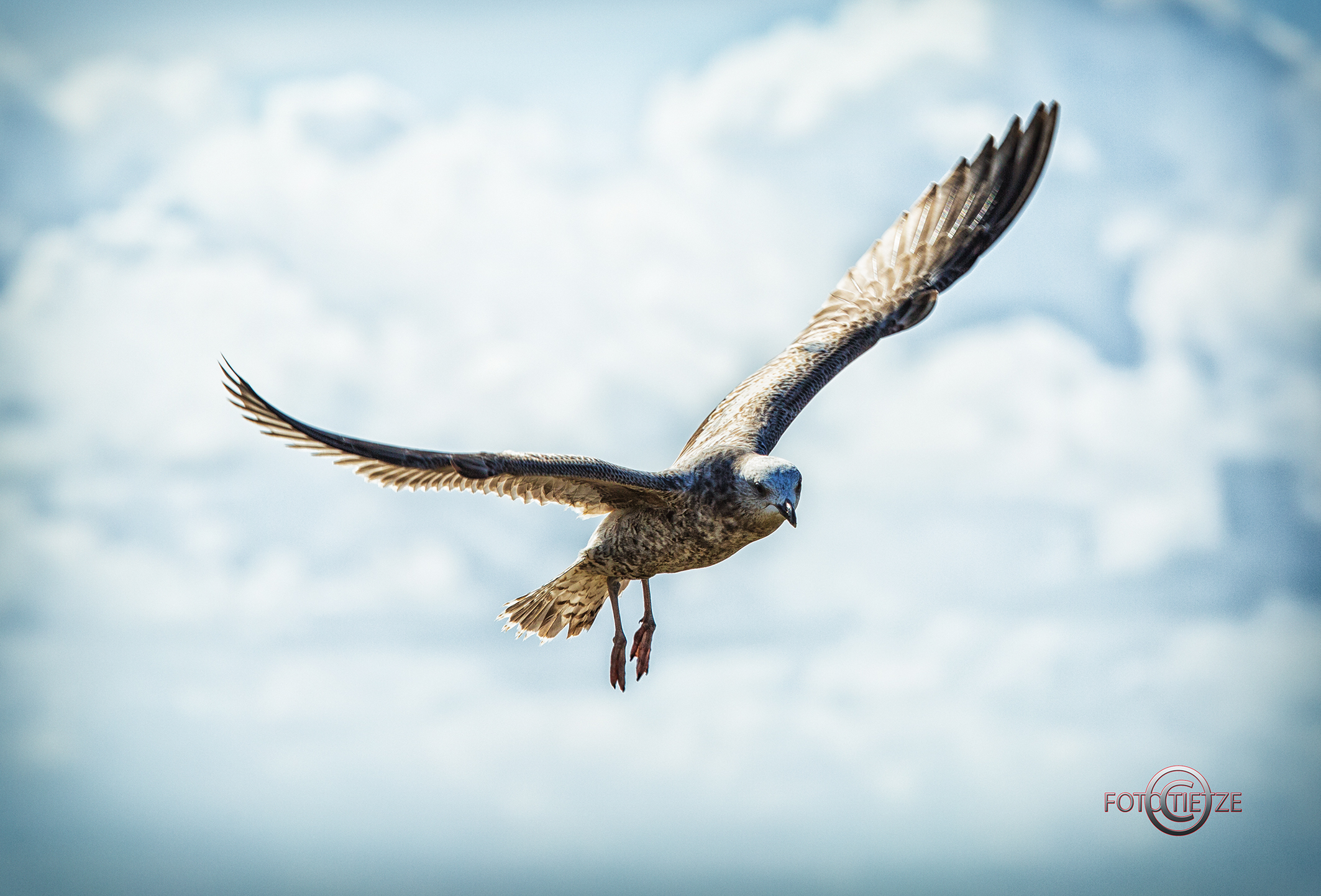 Natur- und Wildtierfotografie