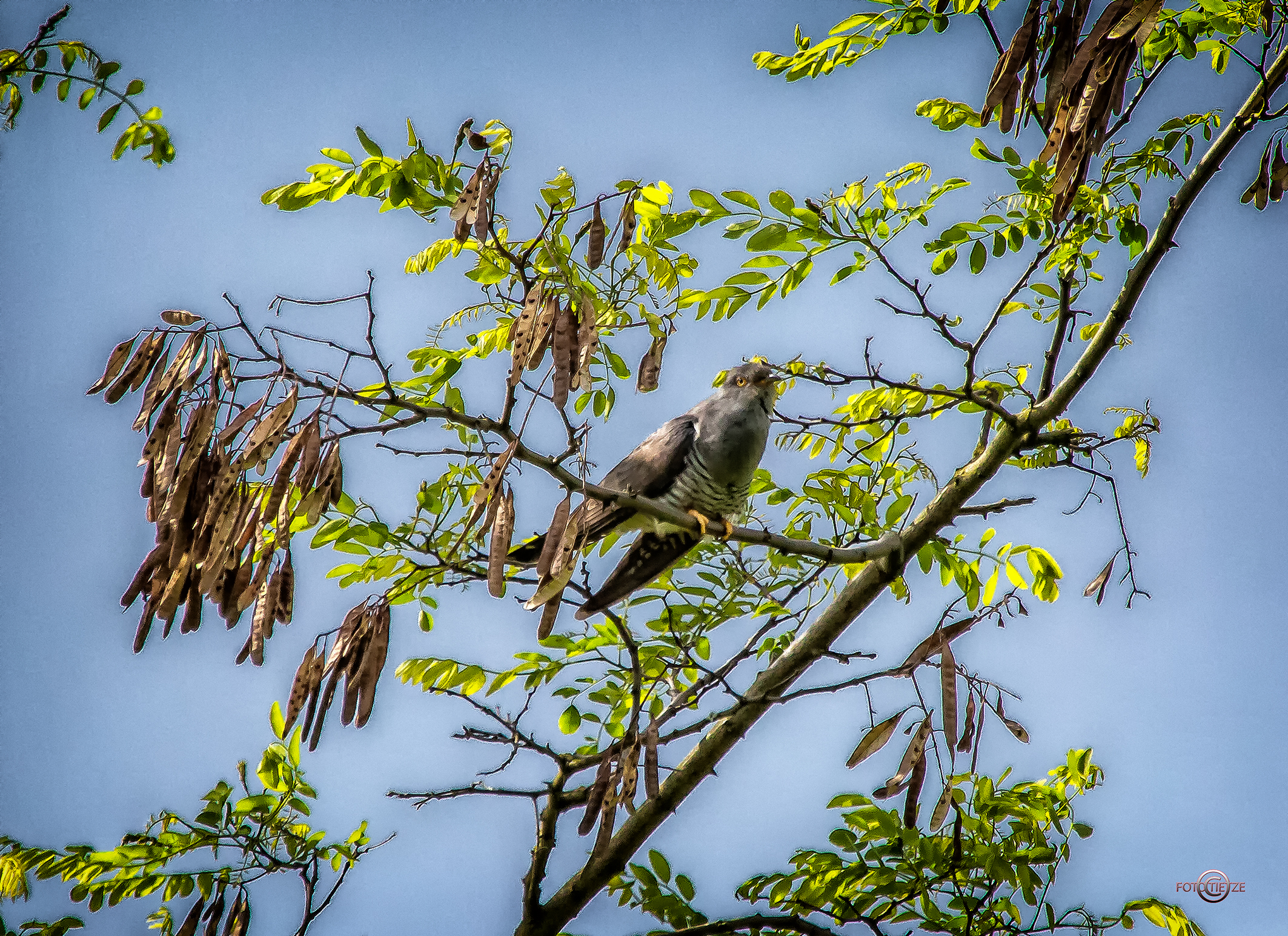 Natur- und Wildtierfotografie
