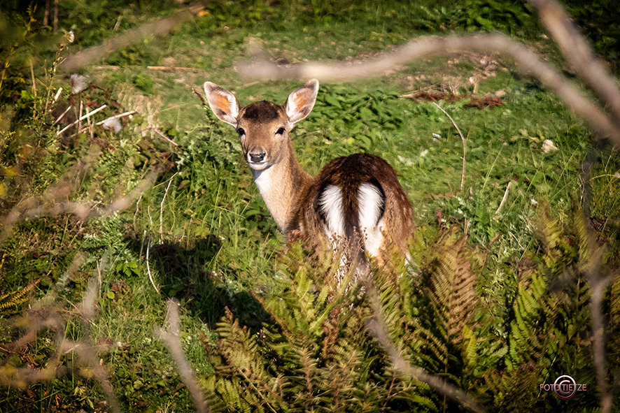 Natur- und Wildtierfotografie