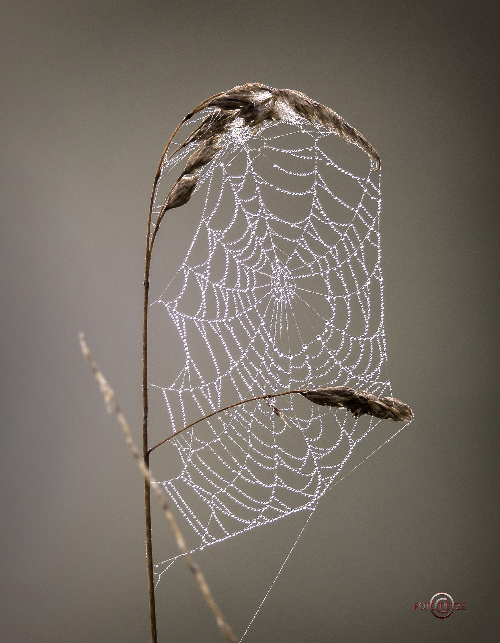 Natur- und Wildtierfotografie