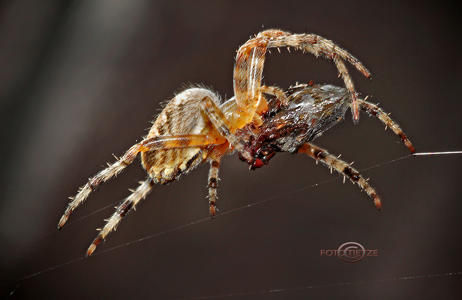 Natur- und Wildtierfotografie