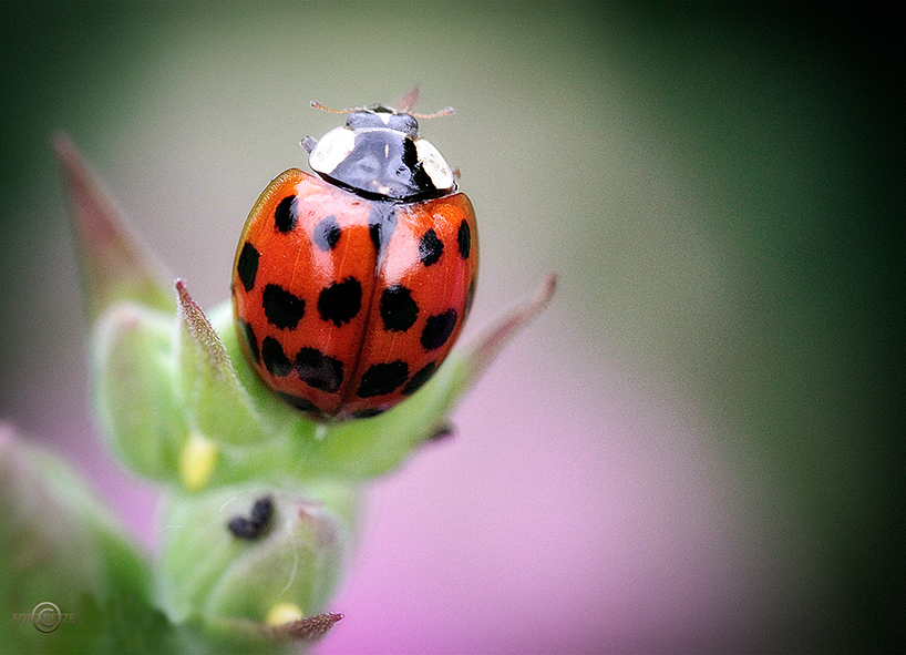 Natur- und Wildtierfotografie